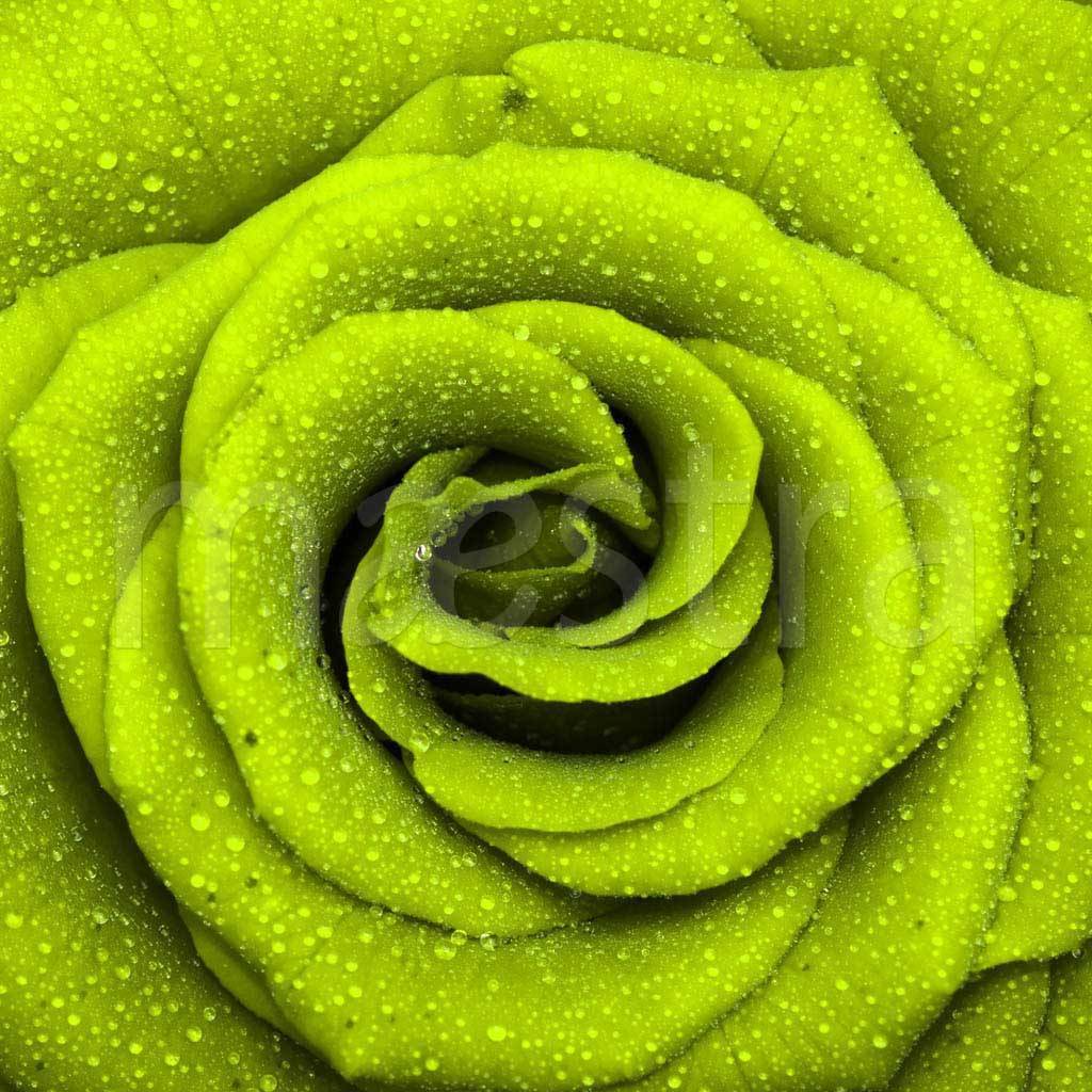 Фотообои Зеленая роза с каплями росы
